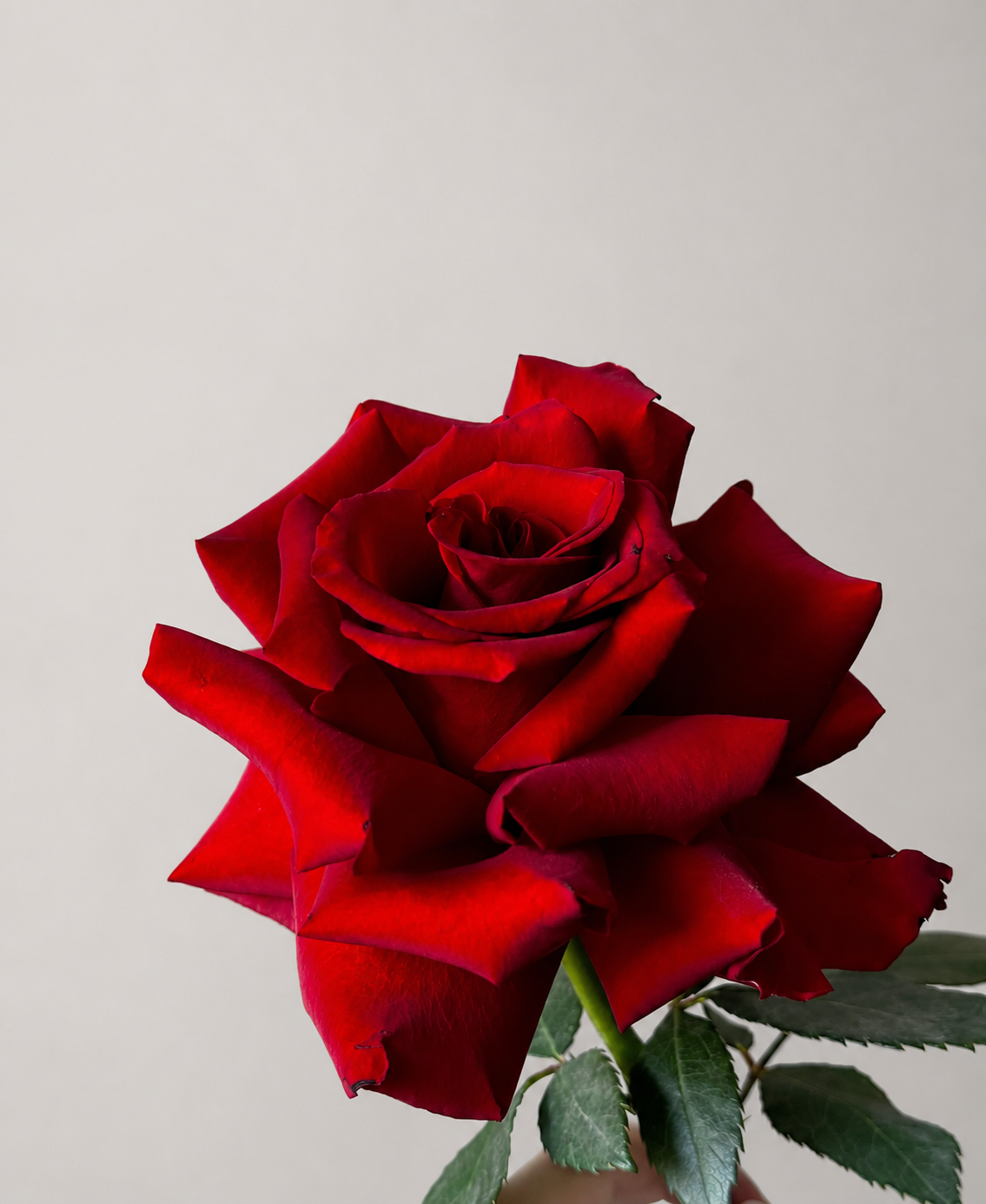 Французская Роза 🌹